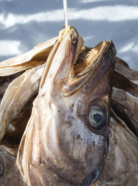 1 big size of cord stock fish head 70g