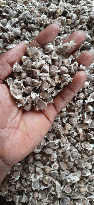 1kg of moringa seeds