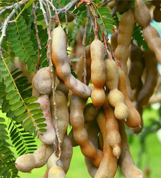 1kg of dried tamarind