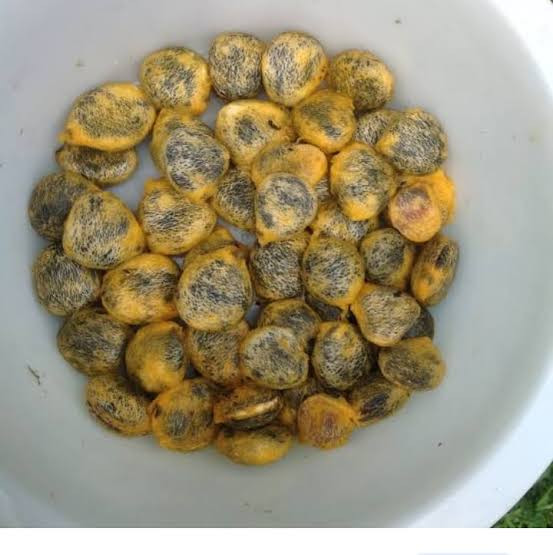 1kg of fluted pumpkin seeds