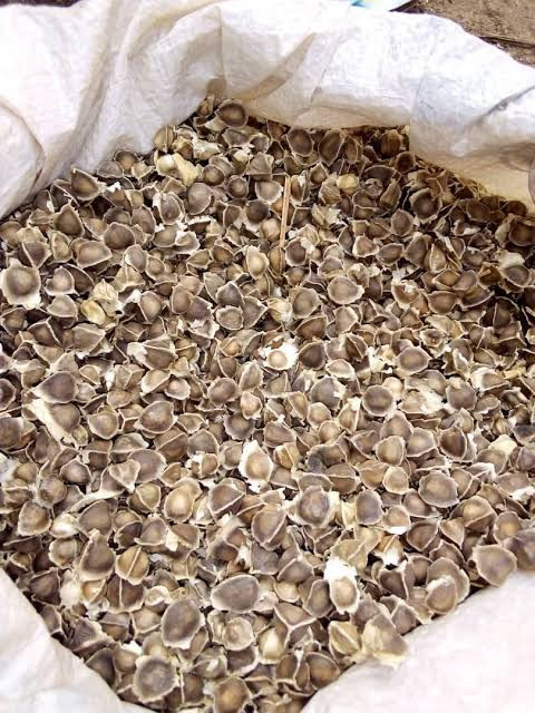 1kg of moringa seeds