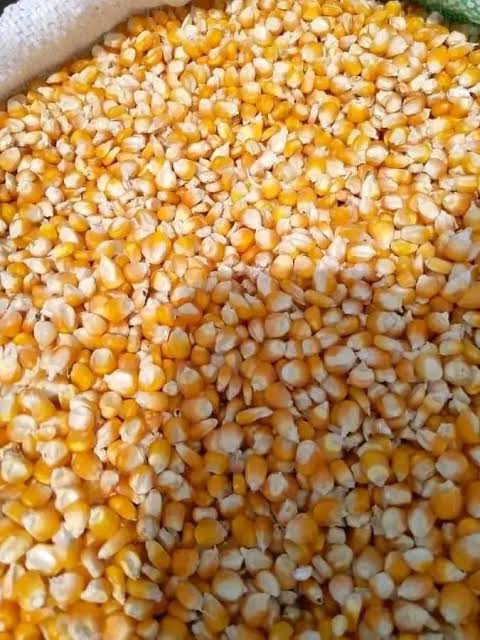 1kg of dried yellow corn