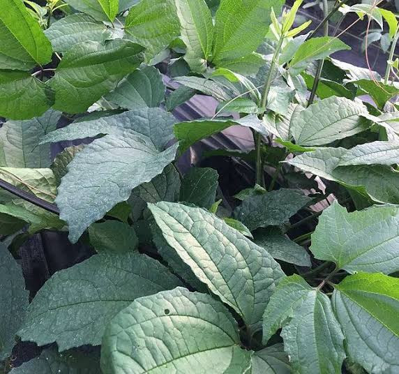 1kg of dried fluted pumpkin leaves