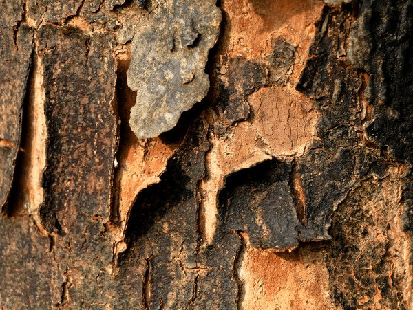 1kg of African tulip tree stem bark
