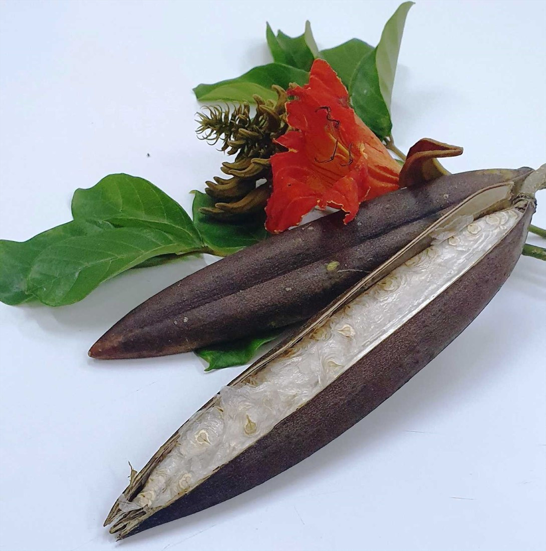 1kg of dried African tulip tree leaves