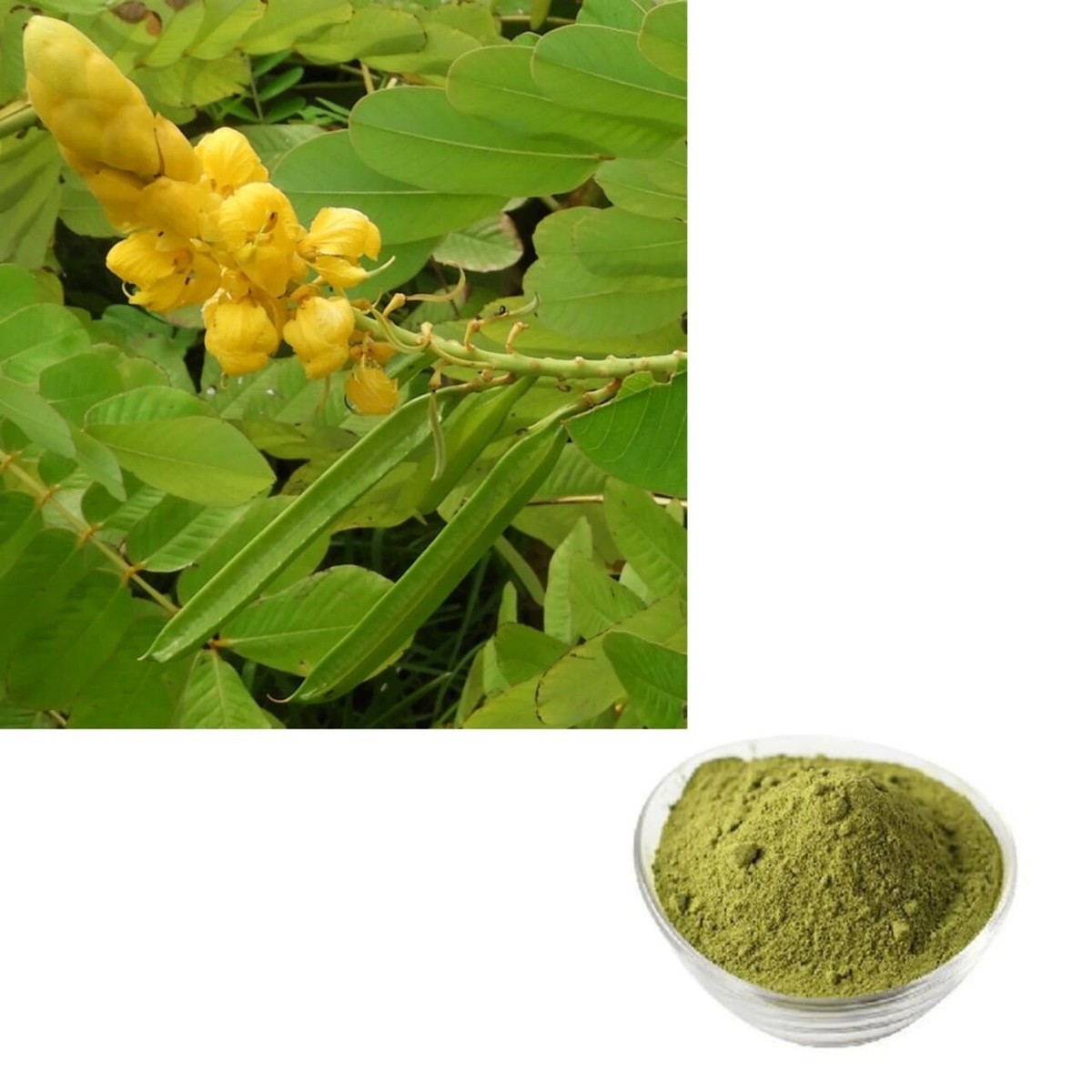 1kg of whole cassia obovata leave powder